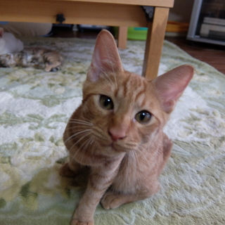 虐待現場で育てられたケヤキくん