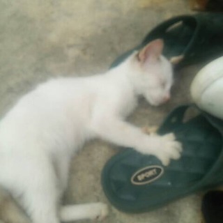 子猫