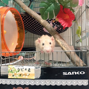 ラビオ部屋