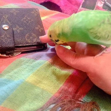 ぴp