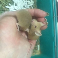 小まめとそらまめ