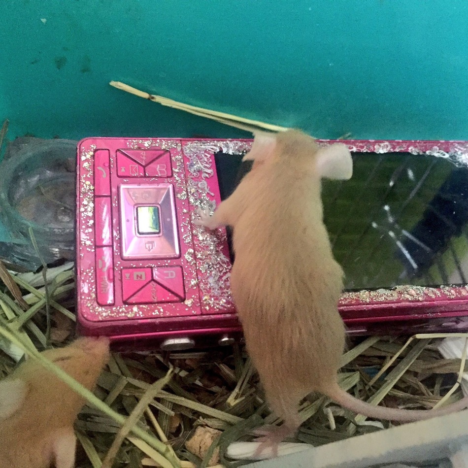 小まめとそらまめのカバー写真