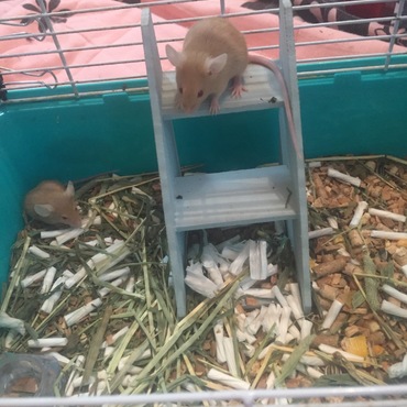 階段大好き