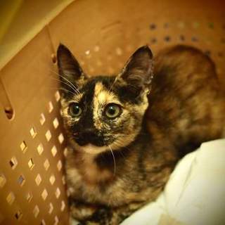 代理掲載・スピカ