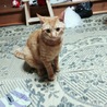 まるひろこ