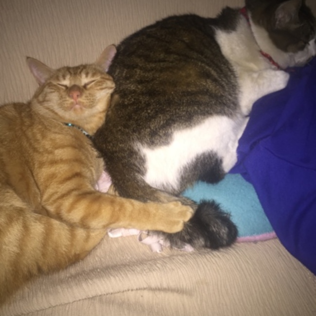 まるひろこのカバー写真