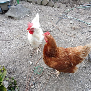 里親が決まりました。有難うございました。