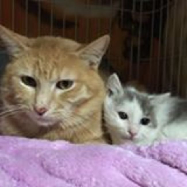 キキのカバー写真