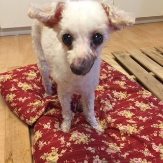 トイプー１０歳滋賀県Ｉ様温かいご家庭で幸せです