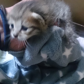 生後2週間の赤ちゃん猫♀の里親さん募集