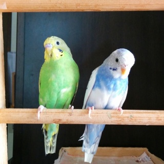 仲良しペアです。