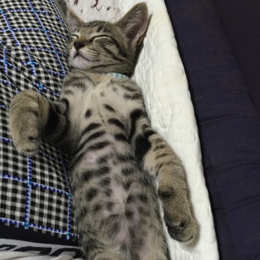 チビ太君と、
