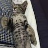 チビ太君と、