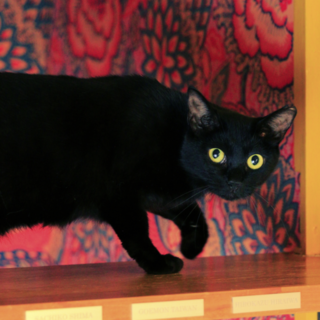 とってもキレイな黒猫のペッペちゃん