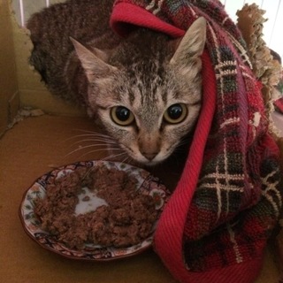 美人キジトラ女の子　推定1歳　保護猫ちゃんです