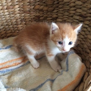 茶トラちびにゃん