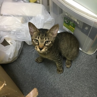 かわいい猫が幸せに暮らせる場所を