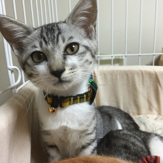 人馴れの良い銀色の猫