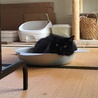 猫鍋イン