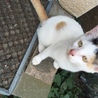カバケンさん