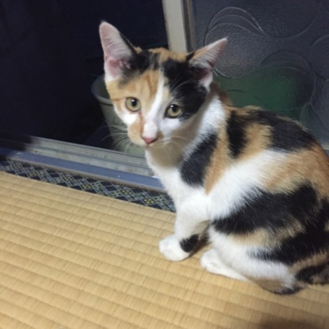 カバケンのカバー写真