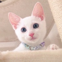 ロマ