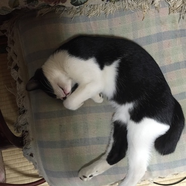 クロ珠、シロ珠、珠子ですの写真