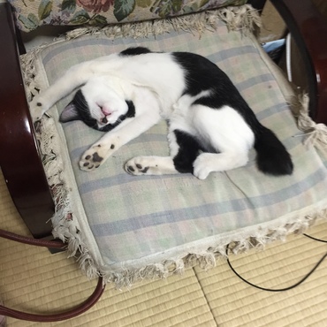クロ珠、シロ珠、珠子ですの写真