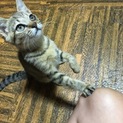 キジトラ♀二ヶ月
