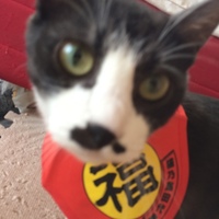 ここね