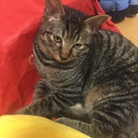 ちゃぐ