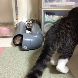 「ニアミス？」サムネイル2