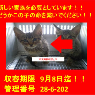 里親決定！！お迎えありがとうございました(^^♪