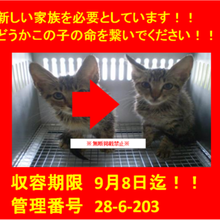 里親決定！！お迎えありがとうございました(^^♪