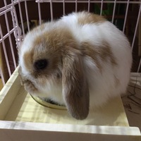 パイン
