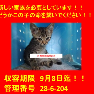 里親決定！！お迎えありがとうございました(^^♪