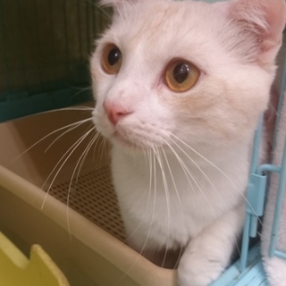 マンチカン★天狗くん★短足・２歳・男の子