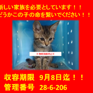 里親決定！！お迎えありがとうございました(^^♪