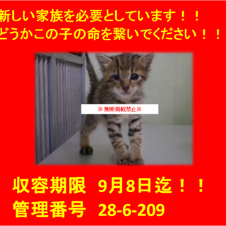 里親決定！！お迎えありがとうございました(^^♪