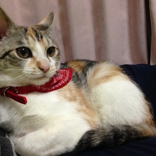 猫、引き取ってくれる人いませんか？