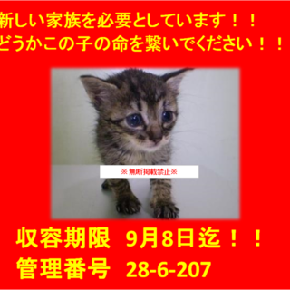 里親決定！！お迎えありがとうございました(^^♪