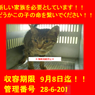 里親決定！！お迎えありがとうございました(^^♪