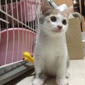 パステル三毛の子猫