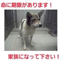12日時点で募集ゼロ!新しい家族になって下さい!