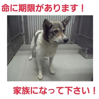 12日時点で募集ゼロ!新しい家族になって下さい!