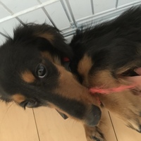 ゆき