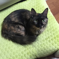 エリー、ミレー、らびぃ
