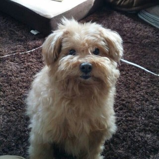 優しい飼い主が決まりました。ありがとうございます‼