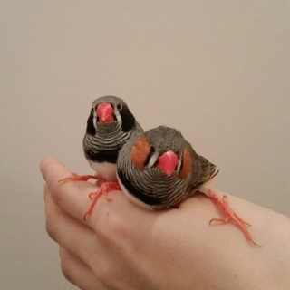 生後5ヶ月 オス キンカチョウ2羽