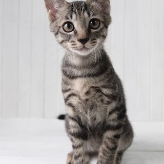 甘えん坊な男の子✿キジトラ君です♡